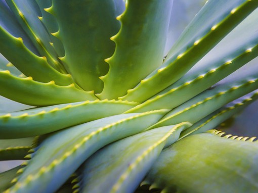 Aloe Vera Plant Close Up